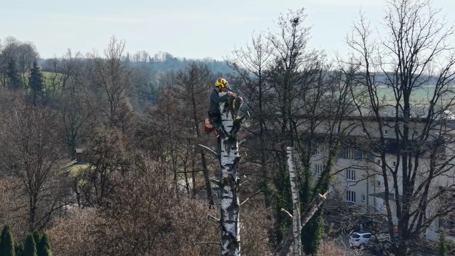 Baumfällung mit Seilklettertechnik