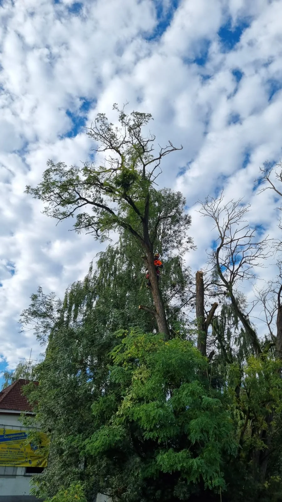 Baumkletterer bei Arbeiten an einem Baum